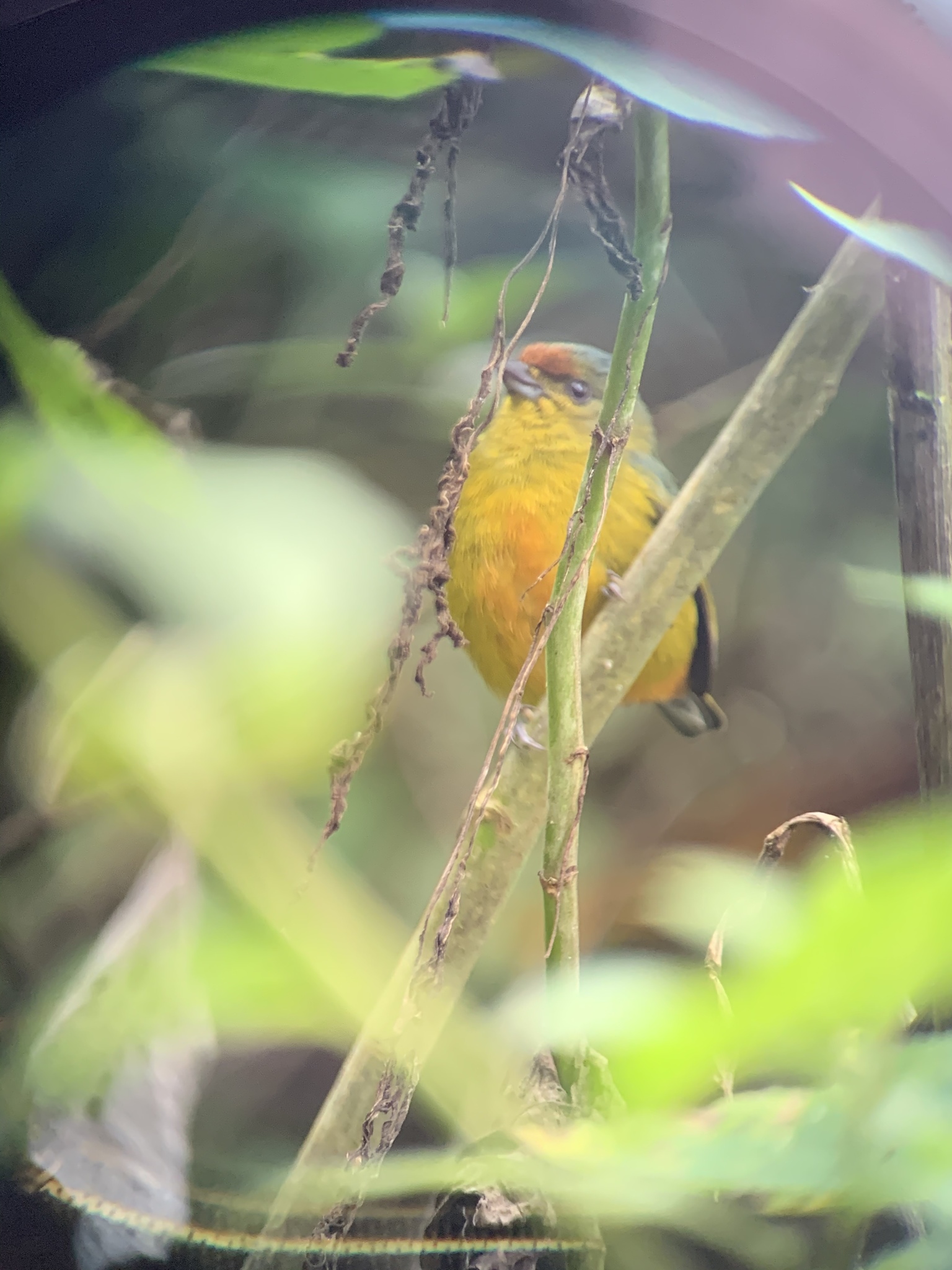 Fulvous-vented Euphonia illustration