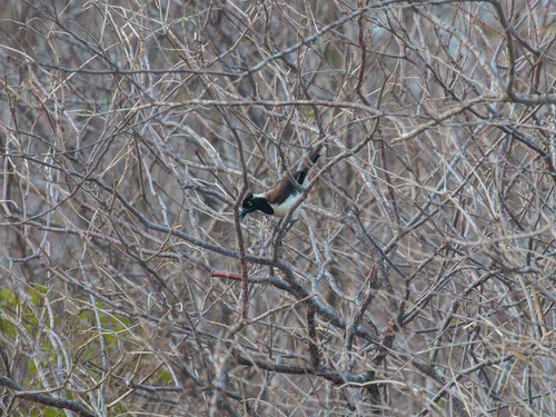 White-naped Jay (Cyanocorax cyanopogon)