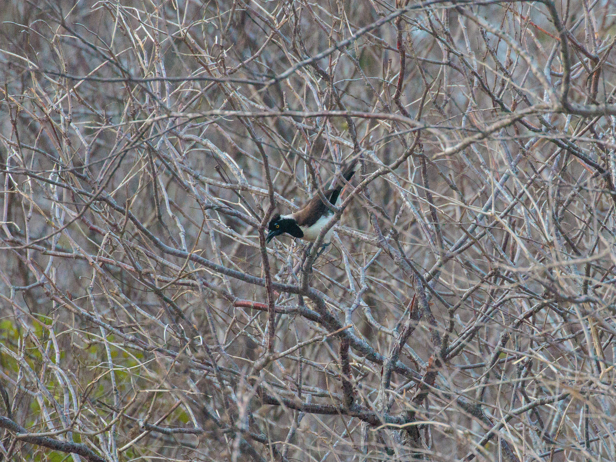 White-naped Jay (Cyanocorax cyanopogon), photo 1