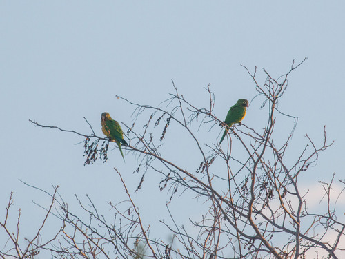 Caatinga Parakeet (Eupsittula cactorum), photo 6
