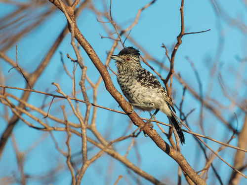 Barred Antshrike (Thamnophilus doliatus), photo 6