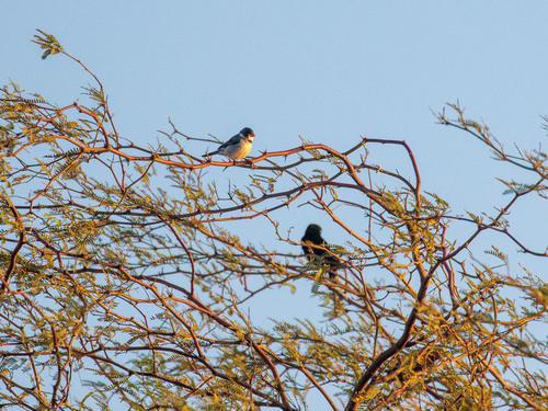 White-throated Seedeater (Sporophila albogularis)
