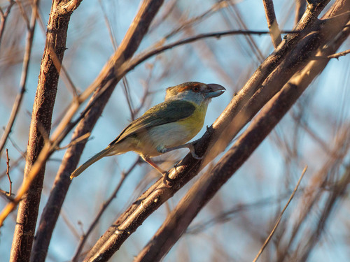 Rufous-browed Peppershrike (Cyclarhis gujanensis), photo 6