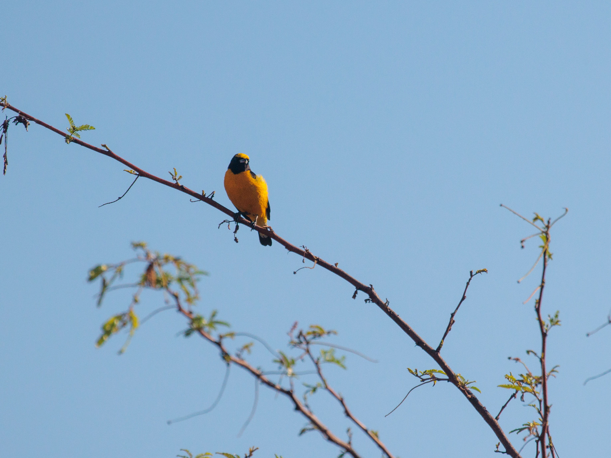 Purple-throated Euphonia (Euphonia chlorotica), photo 2