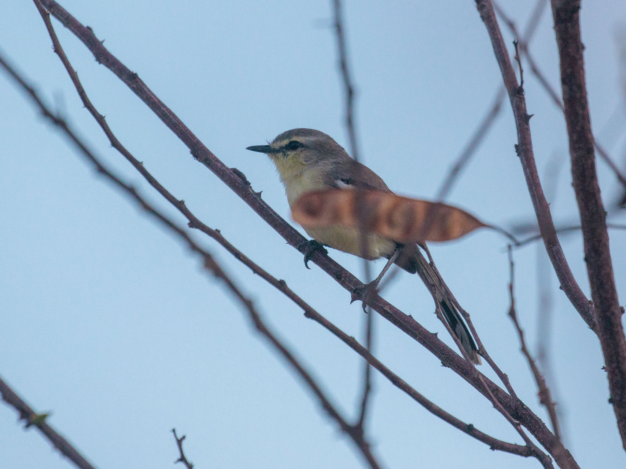 Bahia Wagtail-Tyrant (Stigmatura bahiae), photo 1