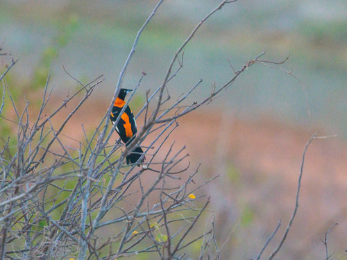 Venezuelan Troupial (Icterus icterus), photo 5