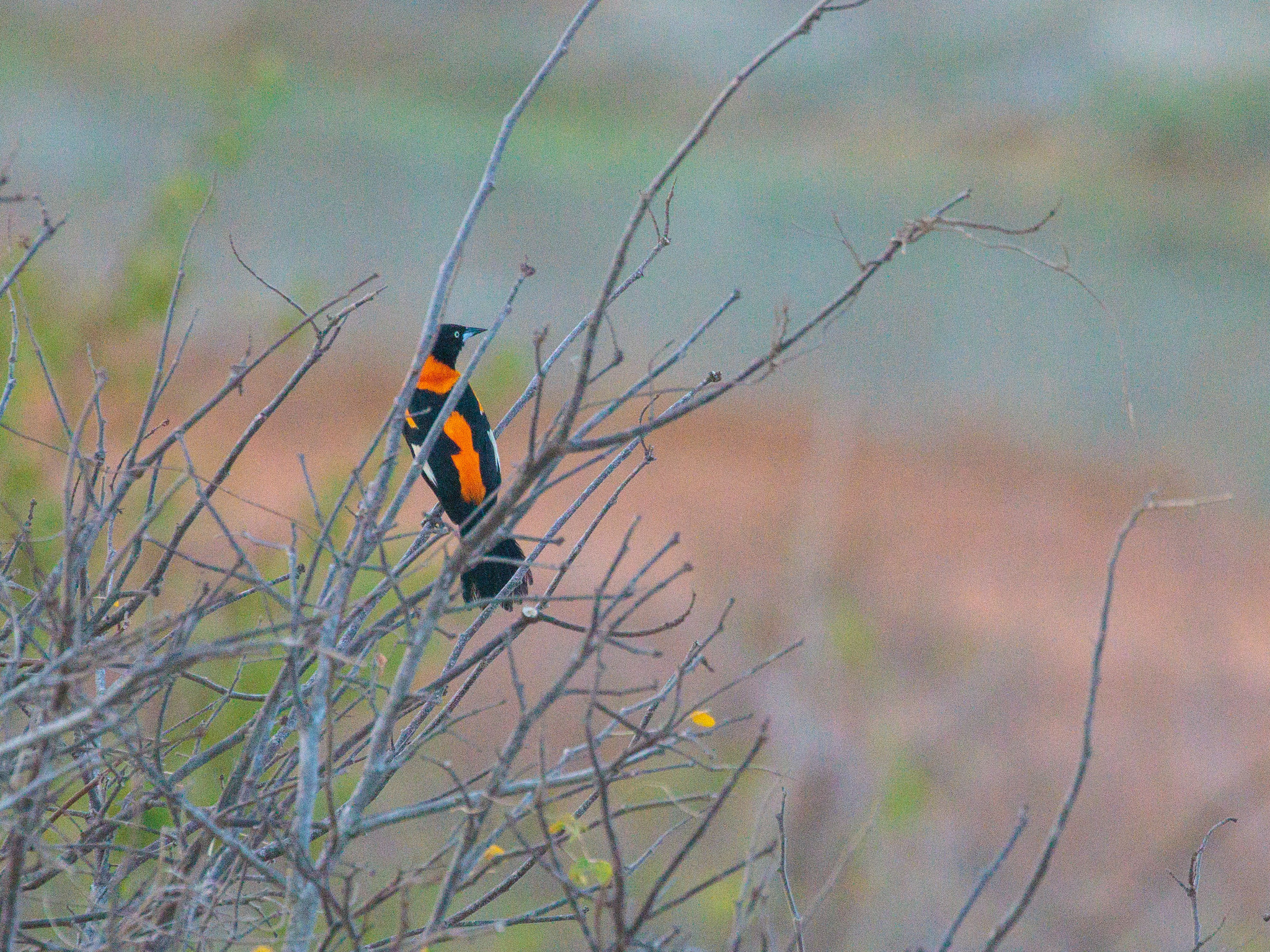 Venezuelan Troupial (Icterus icterus), photo 5