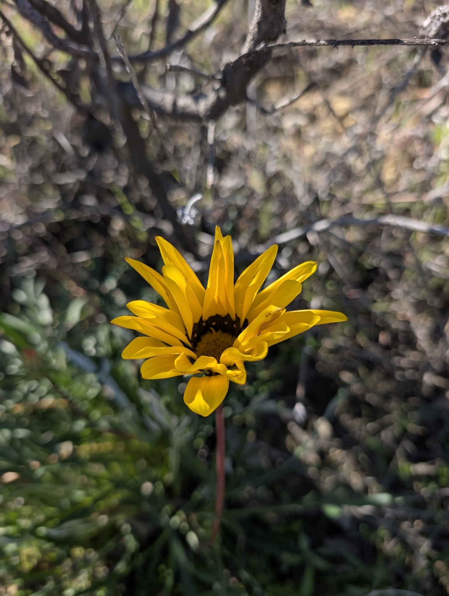 Imagem de Gazania