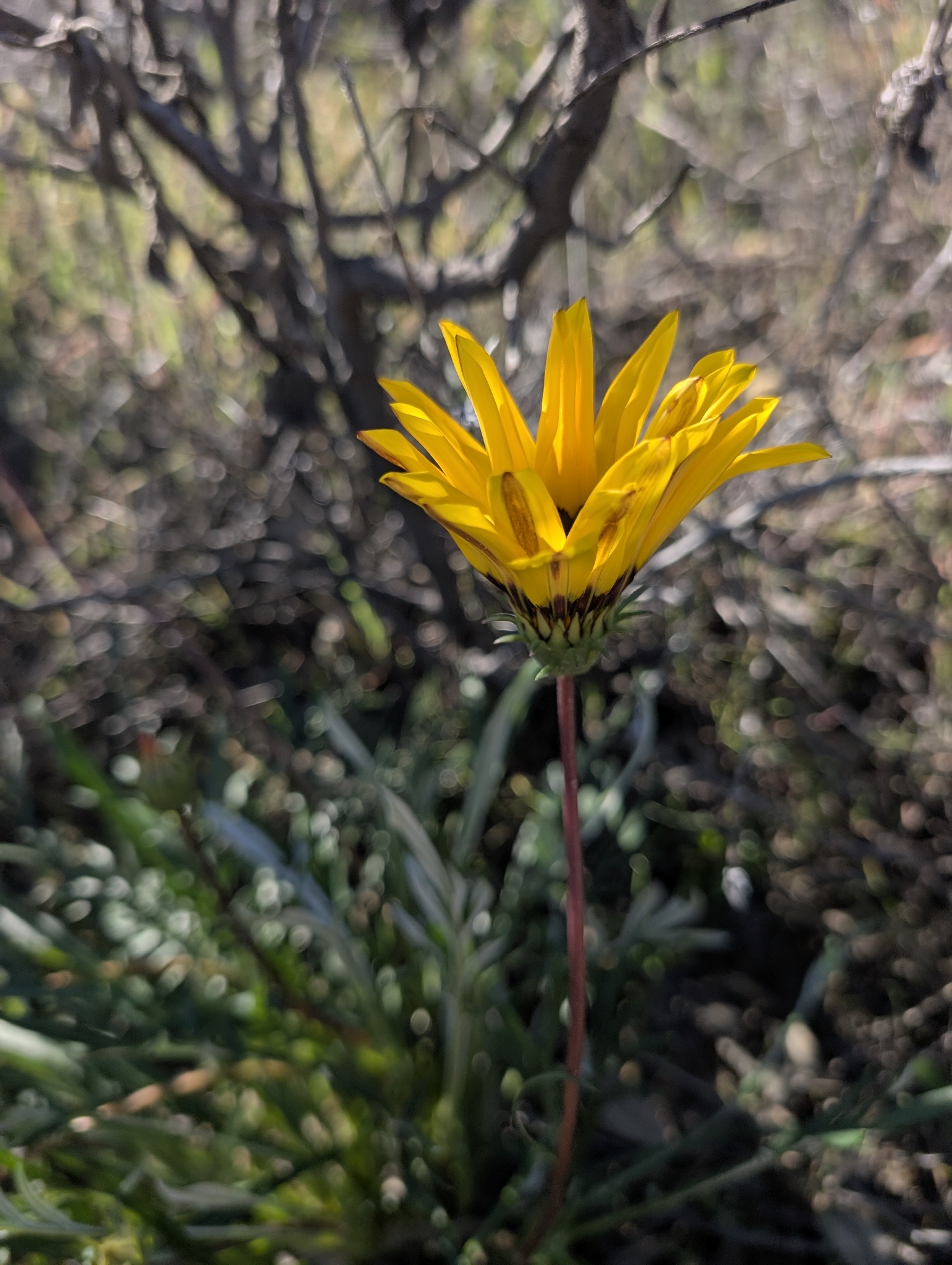 Imagem de Gazania