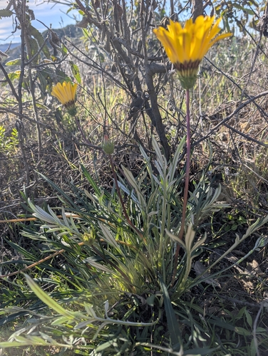 Foto de Gazania