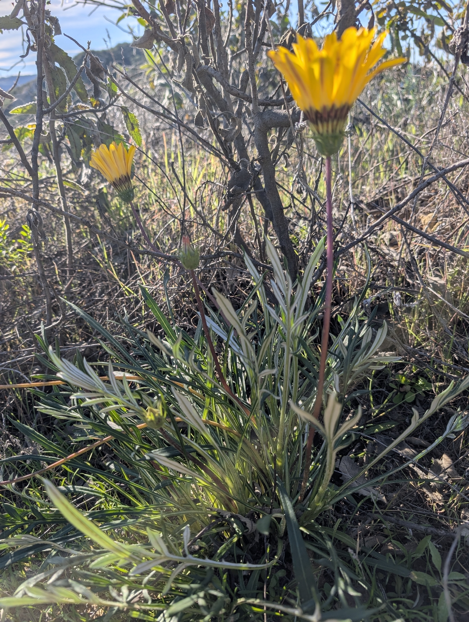 Imagem de Gazania