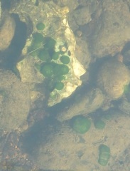 Siphonocladales