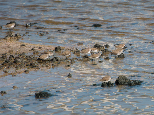 Semipalmated Sandpiper (Calidris pusilla)