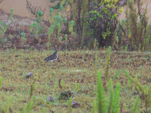 Pantanal Snipe (Gallinago paraguaiae), photo 2