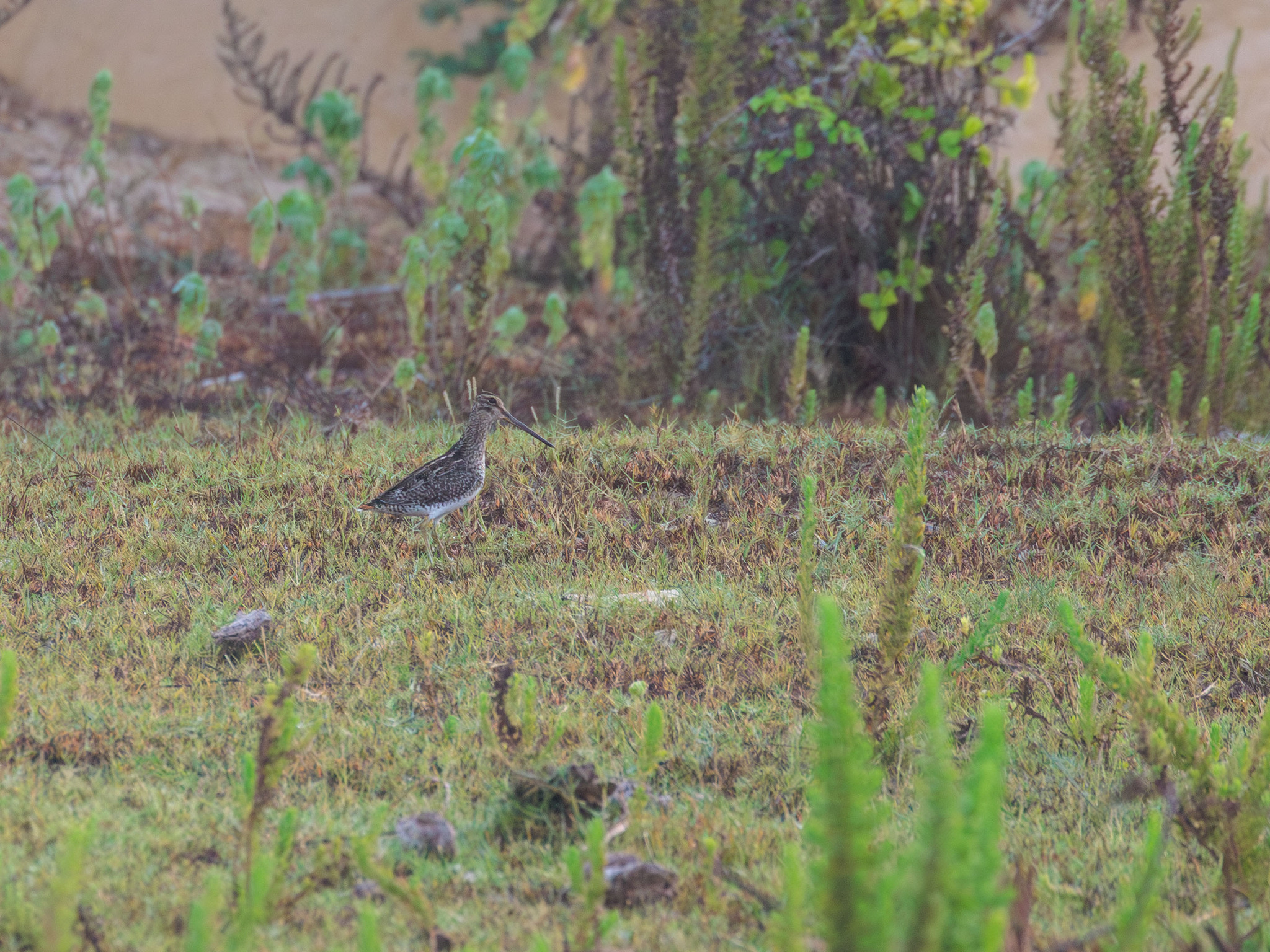 Pantanal Snipe (Gallinago paraguaiae), photo 2