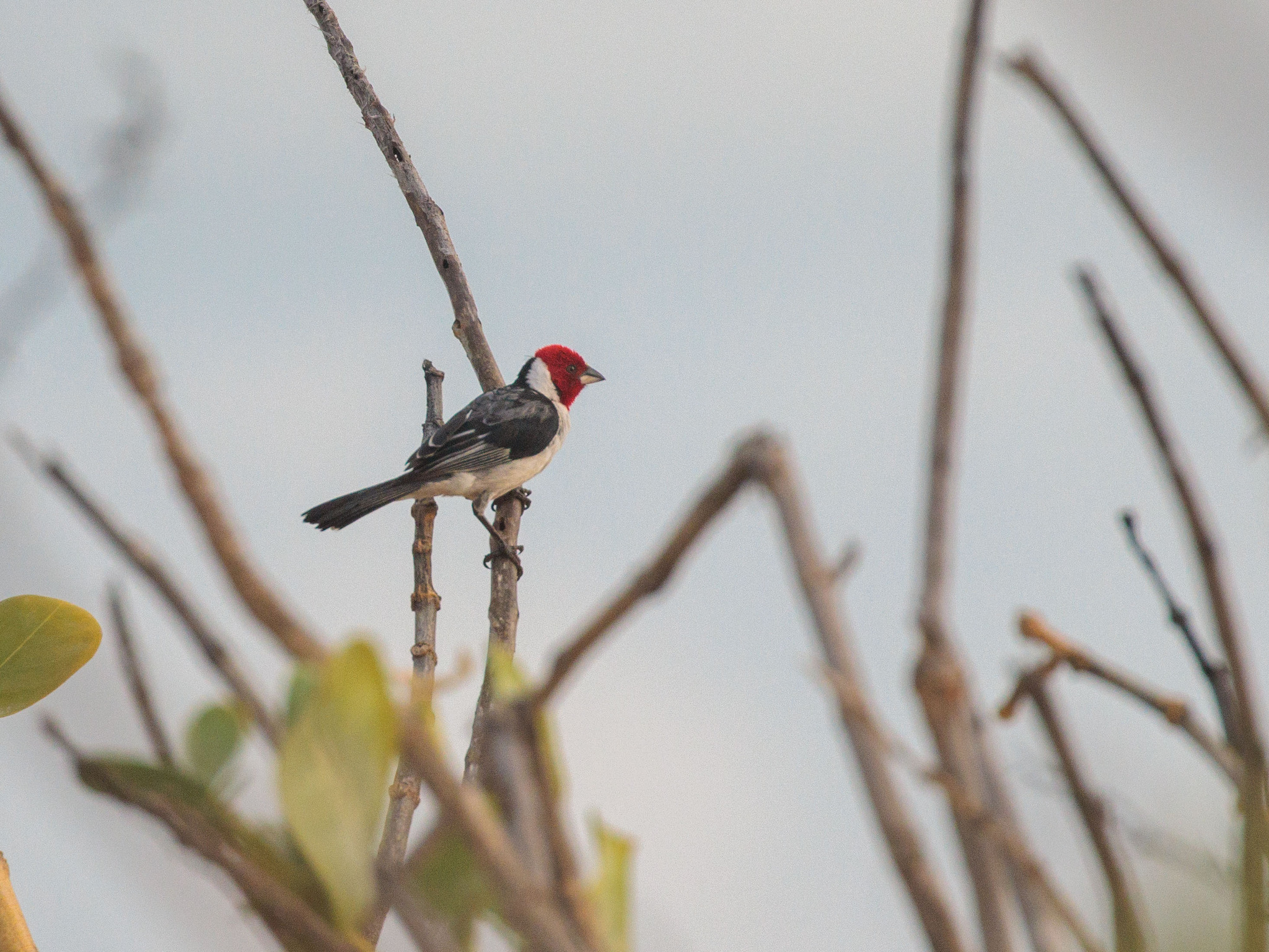 Red-cowled Cardinal (Paroaria dominicana), photo 6
