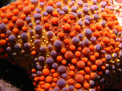 Asterodiscides truncatus