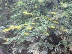 Combretum fruticosum