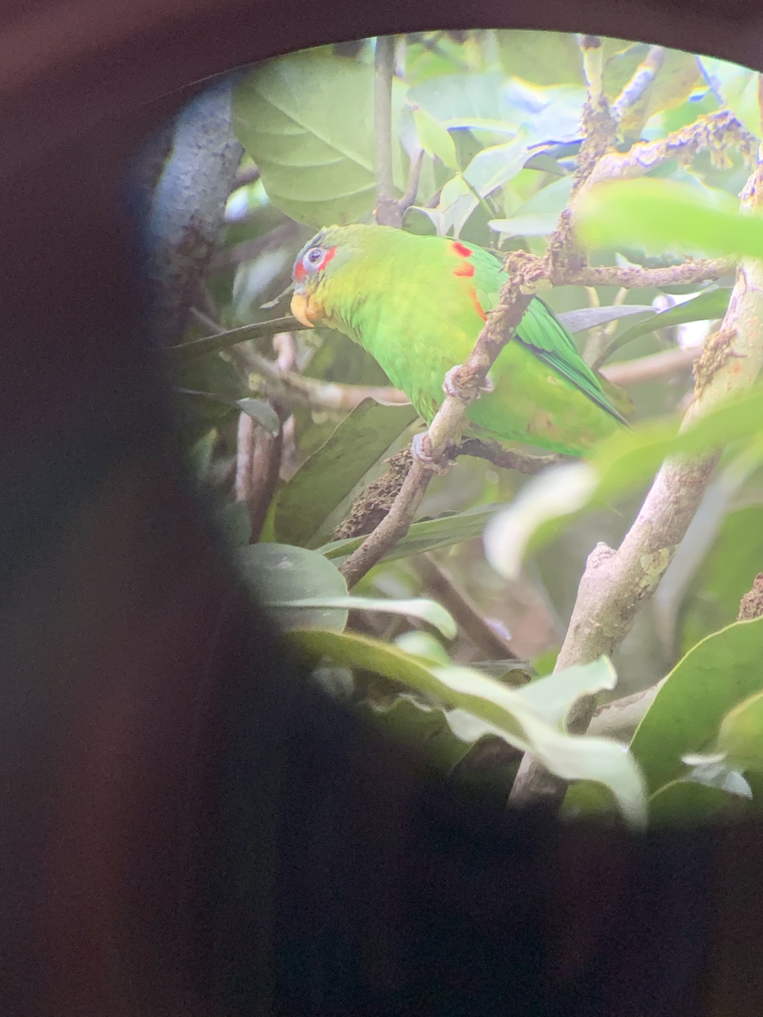 Blue-fronted Parrotlet (Touit dilectissimus), photo 4