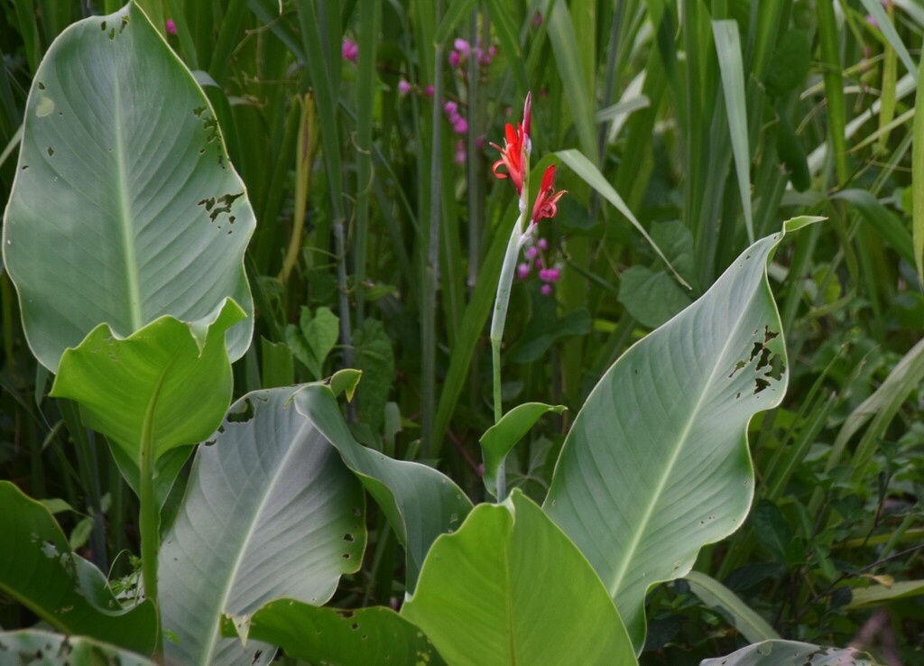 Chuối hoa – Canna indica