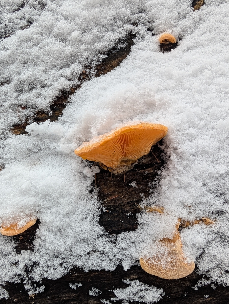 Phyllotopsis nidulans · January 2026 · photo: © norveig (iNaturalist, cc0)