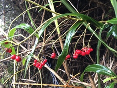 Ardisia crispa