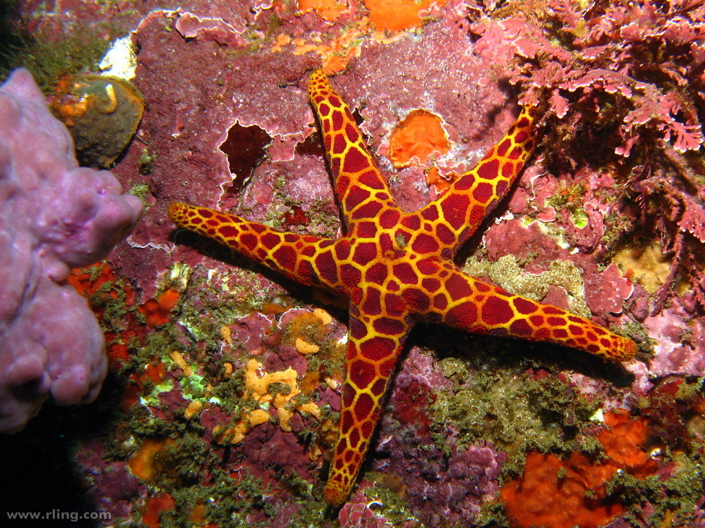 Mosaic Sea Star
