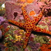 Mosaic Sea Star - Photo (c) Richard Ling, some rights reserved (CC BY-NC-ND)