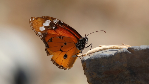 Plain Tiger Butterfly
