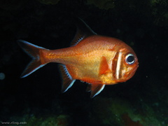 Trachichthys australis