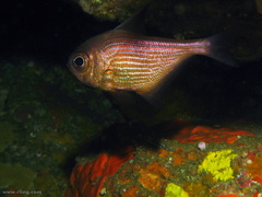 Pempheris multiradiata