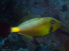 Meuschenia flavolineata