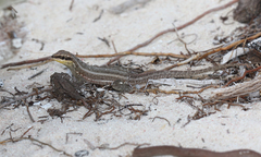 Leiocephalus personatus