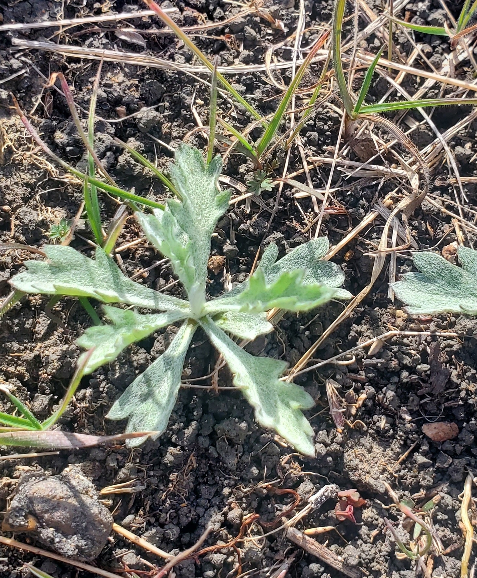 Imagem de Artemisia ludoviciana