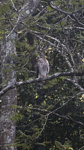 Aguililla Alas Anchas observed by vini_quiros