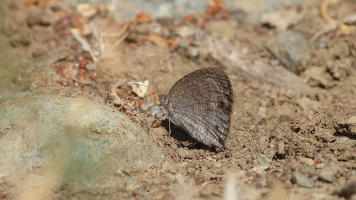 Common Three-ring