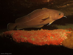 Lotella rhacina
