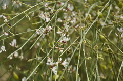 Retama raetam