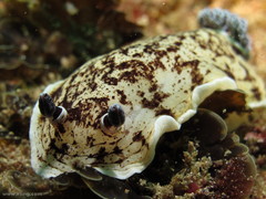 Aphelodoris varia