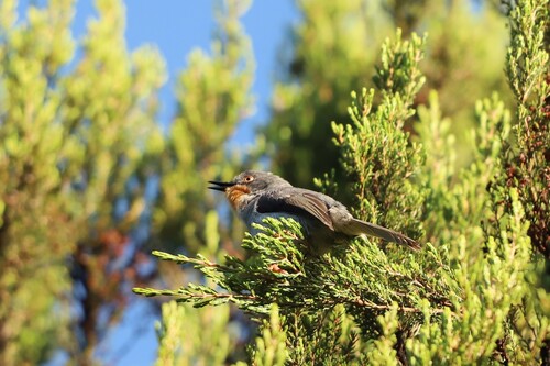 Chestnut-throated Apalis (Apalis porphyrolaema), photo 5
