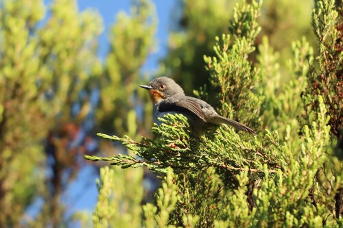 Chestnut-throated Apalis (Apalis porphyrolaema), photo 3