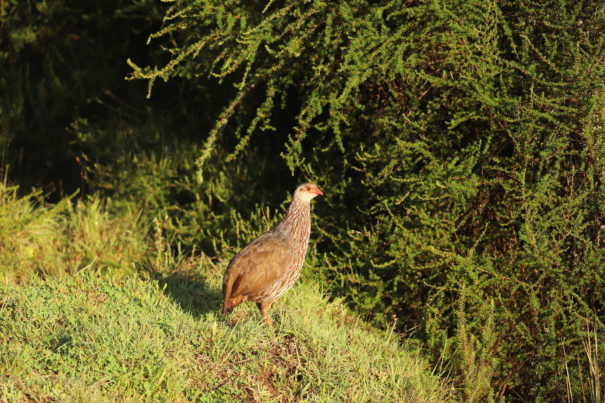 Jackson's Spurfowl (Pternistis jacksoni), photo 2