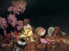 Pyura spinifera