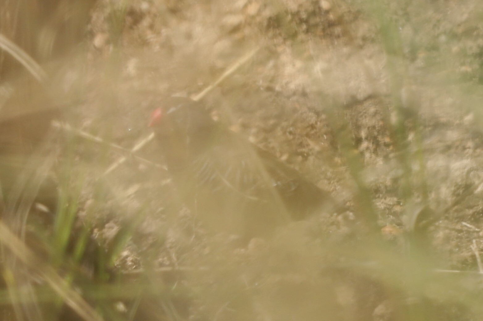 Quailfinch (Ortygospiza atricollis), photo 7