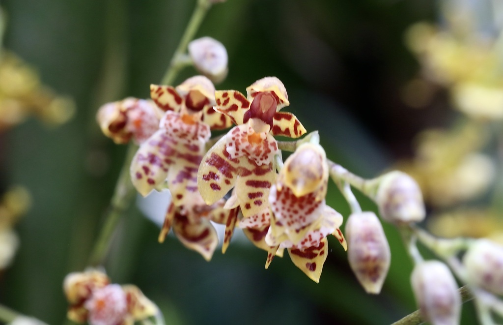Brassia ecuadorensis