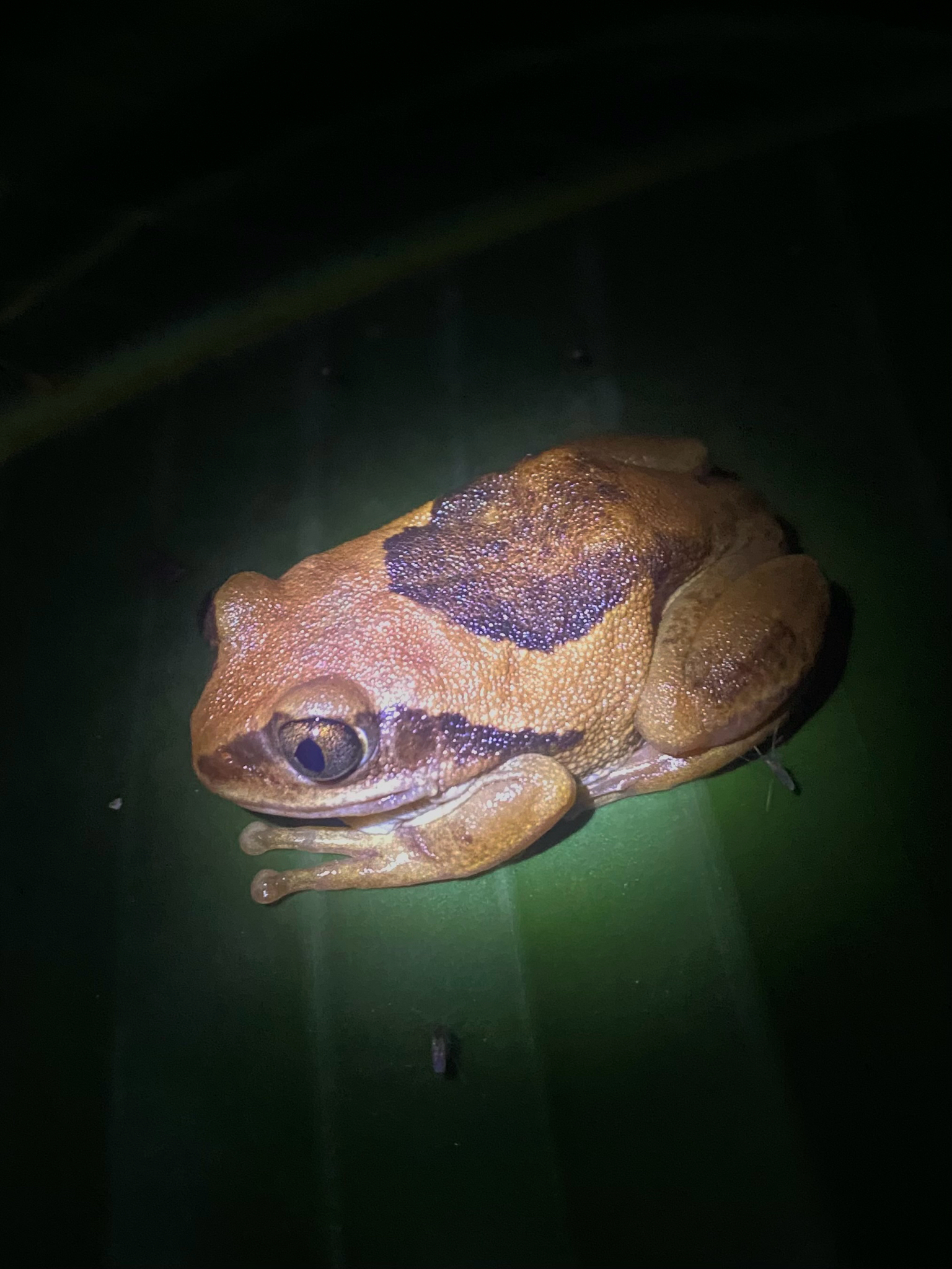 Leptopelis mossambicus Poynton, 1985