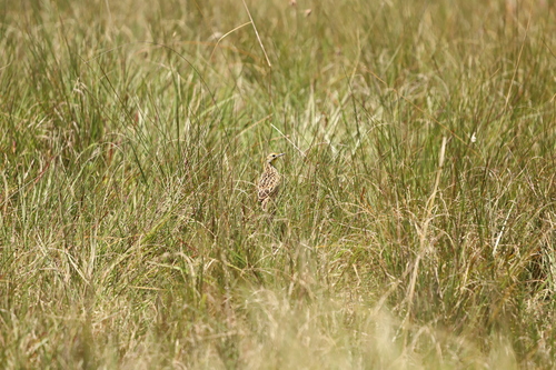Sharpe's Longclaw (Macronyx sharpei), photo 3