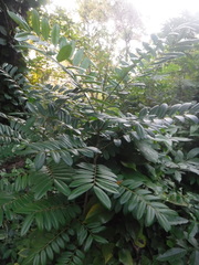 Simarouba berteroana