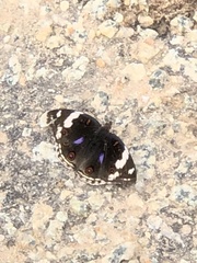 Junonia oenone oenone