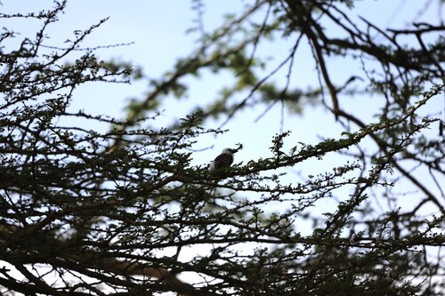 White-headed Barbet (Lybius leucocephalus), photo 7
